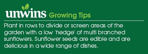 Nature's Haven Sunflower Oranges and Lemons Seeds Unwins Growing Tips